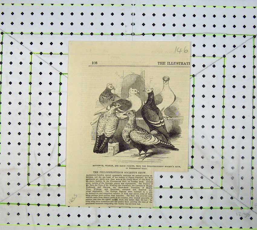 Old Antique Print 1855 Brunswick Suabian Saxon Pigeons Birds Freemasons 19th