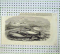 Old Antique Print 1855 Shoal Whales Solway Firth Sea Mamals Birds Hills 19th