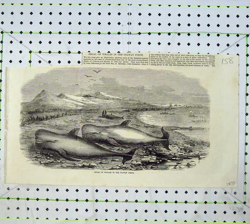 Old Antique Print 1855 Shoal Whales Solway Firth Sea Mamals Birds Hills 19th