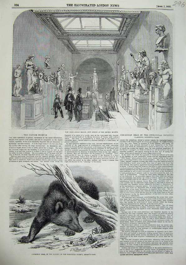 Old Antique Print 1855 Circassian Bear Greco-Roman Saloon British Museum 19th
