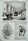 Old Antique Print 1855 Mangosteen Fruit Graeco Roman Room British Museum 19th