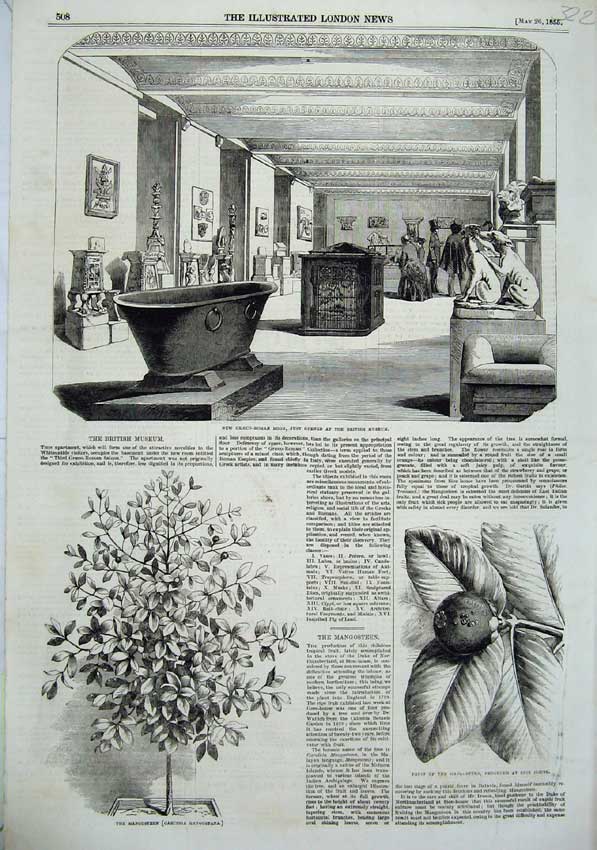 Old Antique Print 1855 Mangosteen Fruit Graeco Roman Room British Museum 19th
