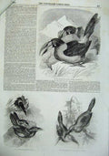 Antique Old Print *0182 Birds 1855 Toco Toucan Aracari Toucanet Ornothology