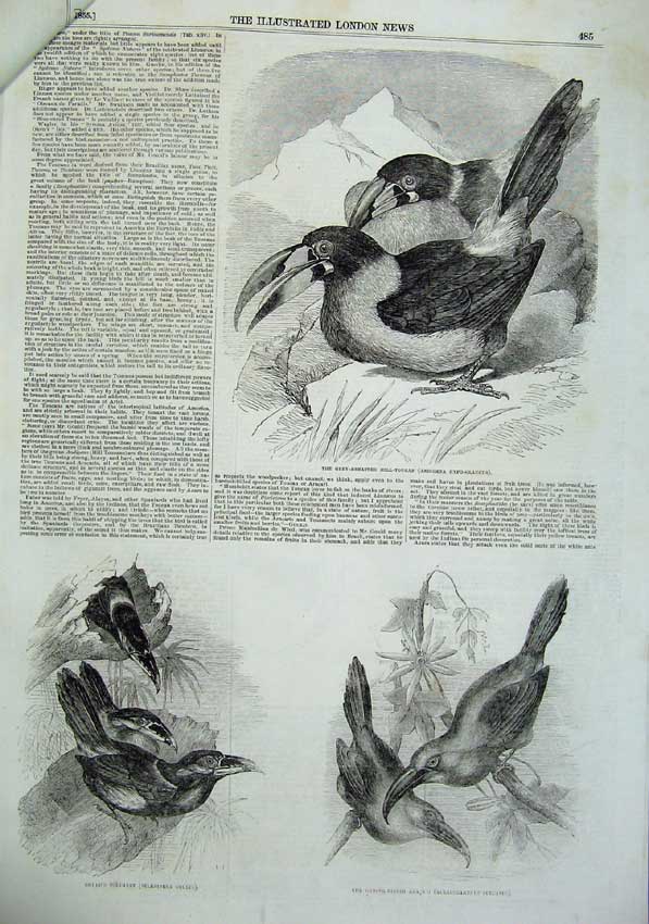 Antique Old Print *0182 Birds 1855 Toco Toucan Aracari Toucanet Ornothology