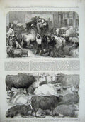 Old Antique Print 1856 Smithfield Club Prize Animals Cattle Baker Cow Ox 19th