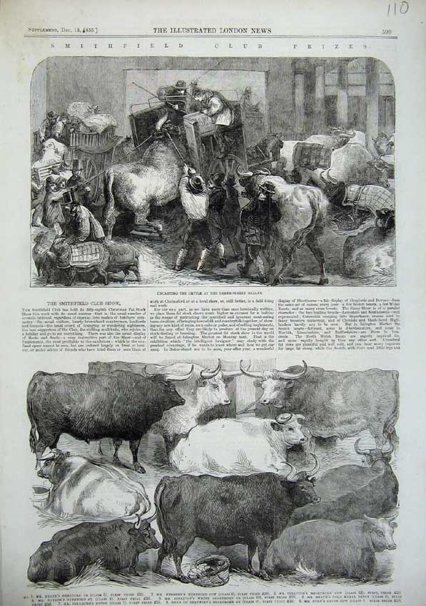Old Antique Print 1856 Smithfield Club Prize Animals Cattle Baker Cow Ox 19th