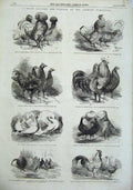 Original Old Antique Print 1856 Prize Poultry Anerley Exhibition Fowls Pigeons