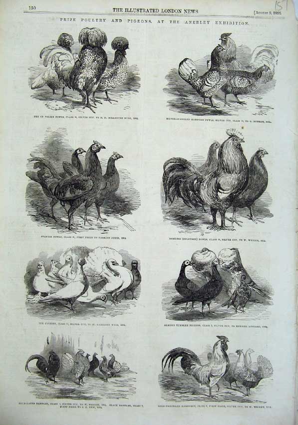Original Old Antique Print 1856 Prize Poultry Anerley Exhibition Fowls Pigeons