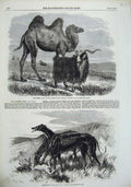 Old Antique Print 1856 Sappers Camel Goat Crimea Greyhounds Asylum Clare 19th