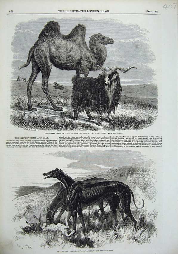 Old Antique Print 1856 Sappers Camel Goat Crimea Greyhounds Asylum Clare 19th