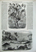 Old Antique Print 1856 Floods India People Birds Leopard Snake Trees Art 19th