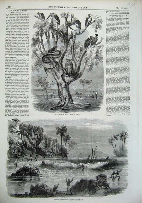 Old Antique Print 1856 Floods India People Birds Leopard Snake Trees Art 19th