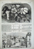 Original Old Antique Print Cotton Plant 1856 Street Baltimore Maryland America
