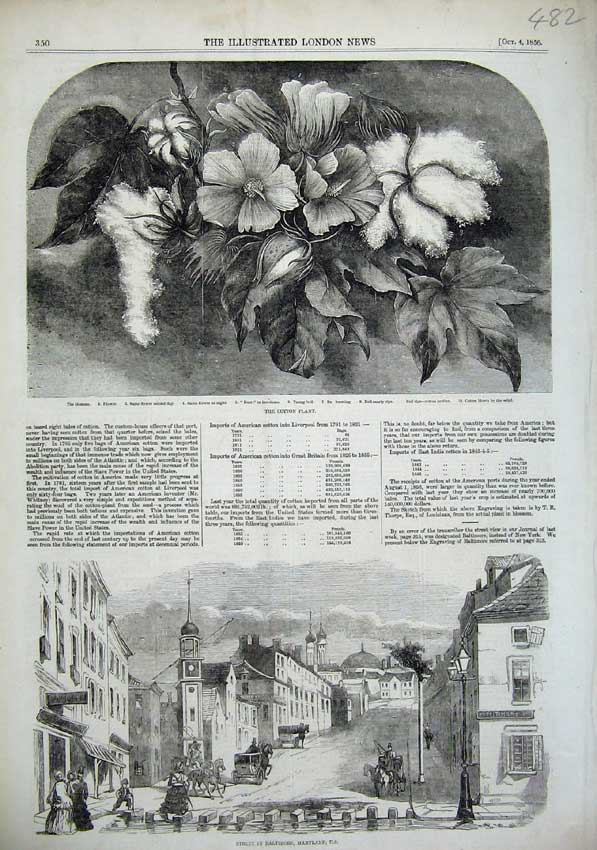 Original Old Antique Print Cotton Plant 1856 Street Baltimore Maryland America