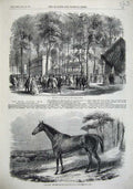 Old Antique Print Paris Poultry Show Champs Elysees 1856 Fair Nell Horse 19th
