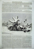 Original Old Antique Print 1857 Covey Partridges Birds Snow Winter Wolf 19th