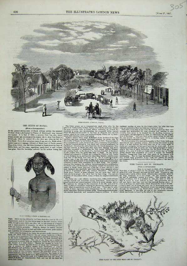 Original Old Antique Print 1857 Zulus Natal D'Urban Fish Gulf Weed Thomas'S