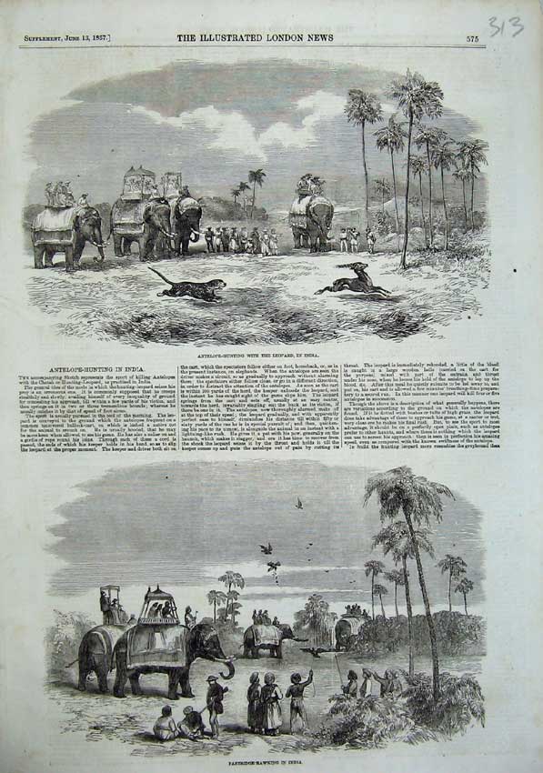 Old Antique Print Antelope Hunting Leopard India 1857 Partridge Hawking 19th