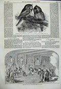 Original Old Antique Print Great Australian Goatsuckers Birds King Lear Theatre