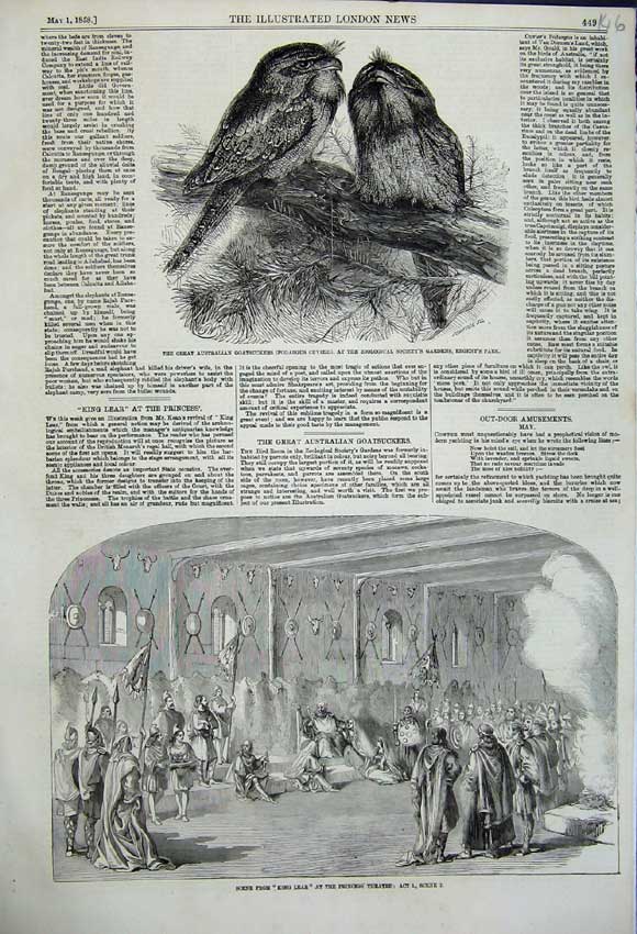 Original Old Antique Print Great Australian Goatsuckers Birds King Lear Theatre