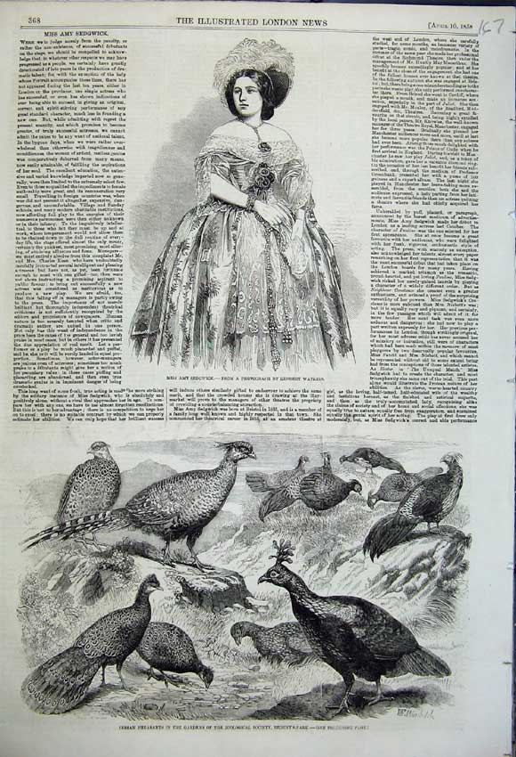 Old Antique Print Miss Amy Sedgwick 1858 Watkins Indian Pheasants Birds 19th