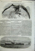 Old Antique Print White Tailed Cinereous Sea Eagle Shot At Arundel 1858 19th