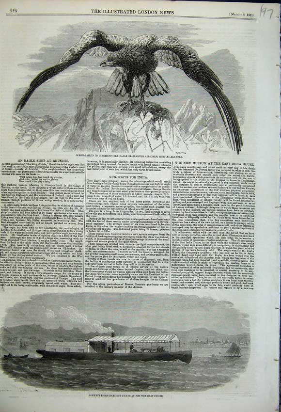 Old Antique Print White Tailed Cinereous Sea Eagle Shot At Arundel 1858 19th