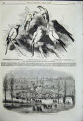 Original Old Antique Print Prize Canaries Nottingham Poultry Pigeon Show 1858