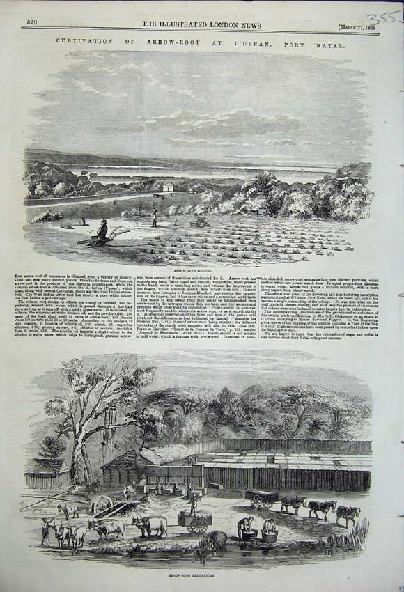 Original Old Antique Print 1858 Cultivating Arrow Root D'Urban Port Natal 19th