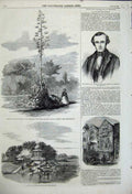 Old Antique Print 1858 Joseph Napier Ireland American Aloe Kiosk France 19th