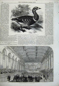 Original Old Antique Print Red Breasted Goose 1858 Inauguration Hall Newcastle