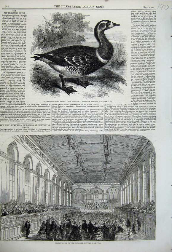 Original Old Antique Print Red Breasted Goose 1858 Inauguration Hall Newcastle