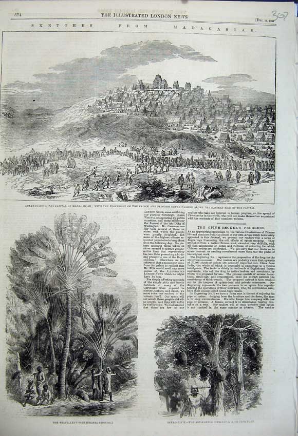 Old Antique Print 1858 Madagascar Bread Fruit Antananarivo Tree Speciosa 19th