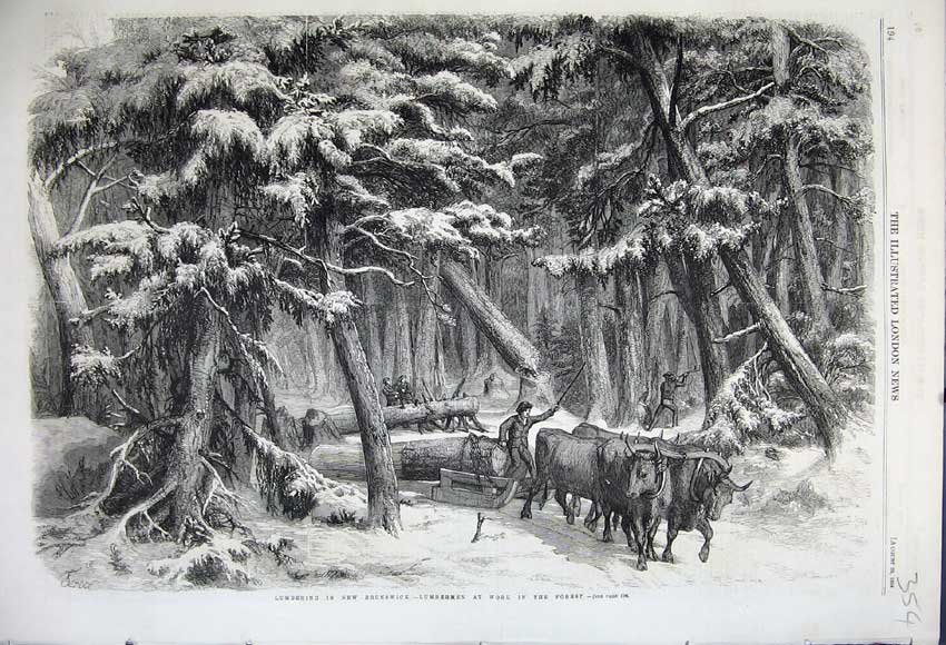Old Antique Print 1858 Log Lumbering Brunswick Canada Cattle Trees Snow 19th