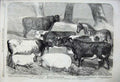 Old Antique Print 1858 Prize Animals Agricultural Show Chester Cattle Pig 19th