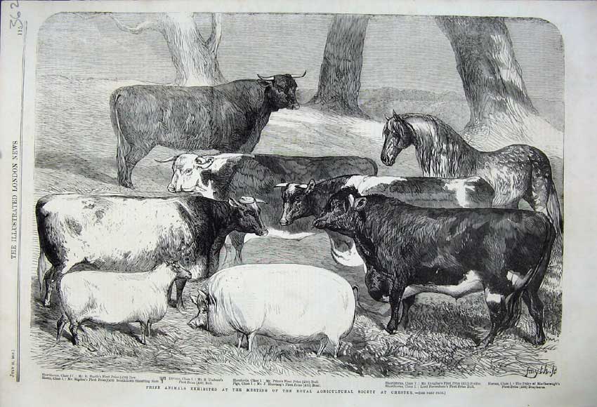Old Antique Print 1858 Prize Animals Agricultural Show Chester Cattle Pig 19th