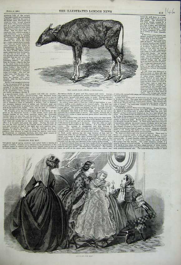 Original Old Antique Print 1859 Gagou Calf Cow Animal Fashion Dresses Children