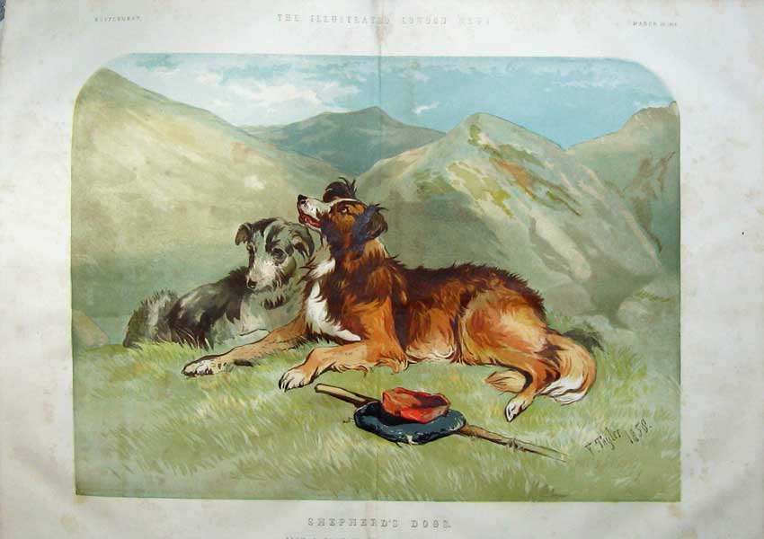 Original Old Antique Print 1859 Colour Shepherd'S Dog Country Mountains 19th