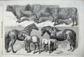 Old Antique Print 1859 Prize Cattle Royal Agricultural Show Horses Foals 19th