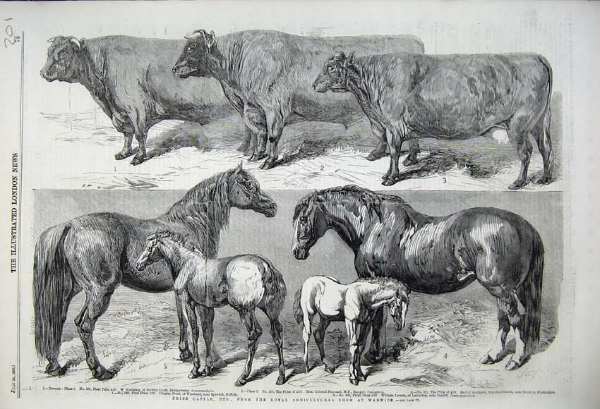 Old Antique Print 1859 Prize Cattle Royal Agricultural Show Horses Foals 19th