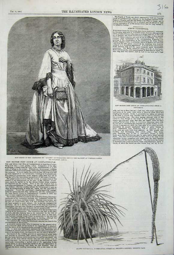 Old Antique Print 1859 Heath Juliet Windsor Post Office Agave Yuccoefolia 19th