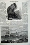 Original Old Antique Print 1859 Indian Wanderoo Monkey Great Eastern Ship Steam