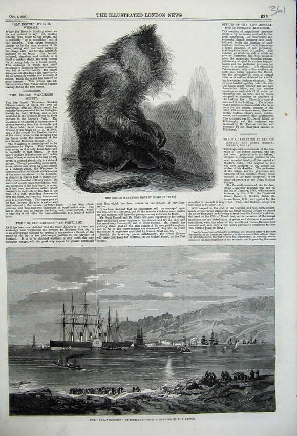 Original Old Antique Print 1859 Indian Wanderoo Monkey Great Eastern Ship Steam