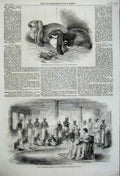 Old Antique Print 1859 Rabbits Crystal Palace David Sassoon Bombay India 19th