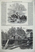 Original Old Antique Print 1859 Black Swans Culvers Surrey Drainage Metropolis