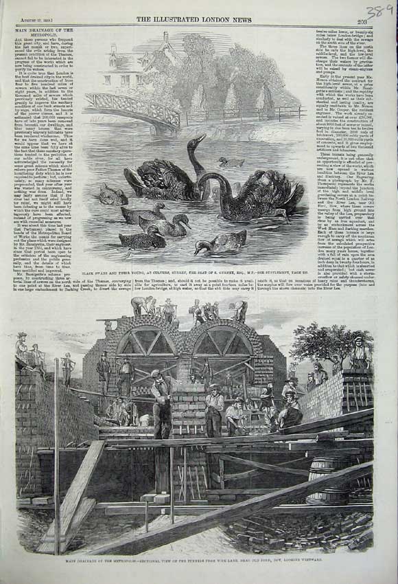 Original Old Antique Print 1859 Black Swans Culvers Surrey Drainage Metropolis