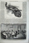 Old Antique Print 1860 Great Salamander Japan Council Prud'Hommes Paris 19th