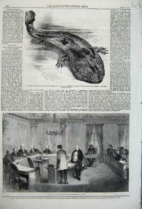 Old Antique Print 1860 Great Salamander Japan Council Prud'Hommes Paris 19th