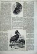 Old Antique Print 1860 Stork White Nile Bird Zoological Mrs Jameson Lady 19th