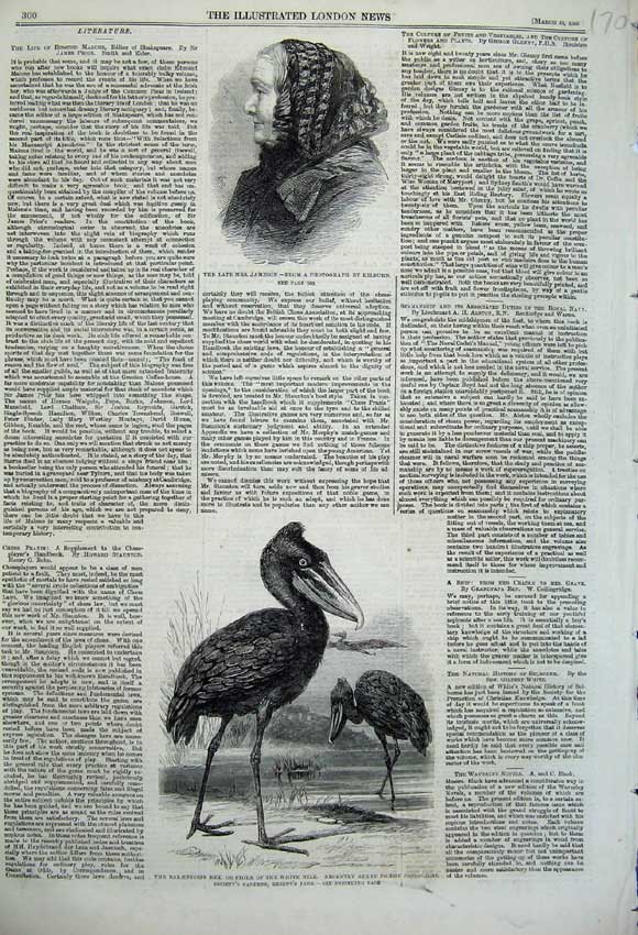 Old Antique Print 1860 Stork White Nile Bird Zoological Mrs Jameson Lady 19th